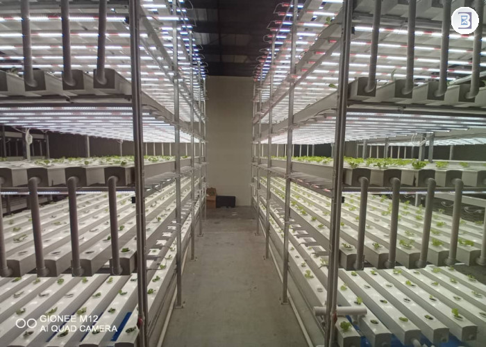 AGRITECH-HYDROPONICS FARM- READY TO OPERATE - BUSINESS FOR SALE IN DIP-DUBAI