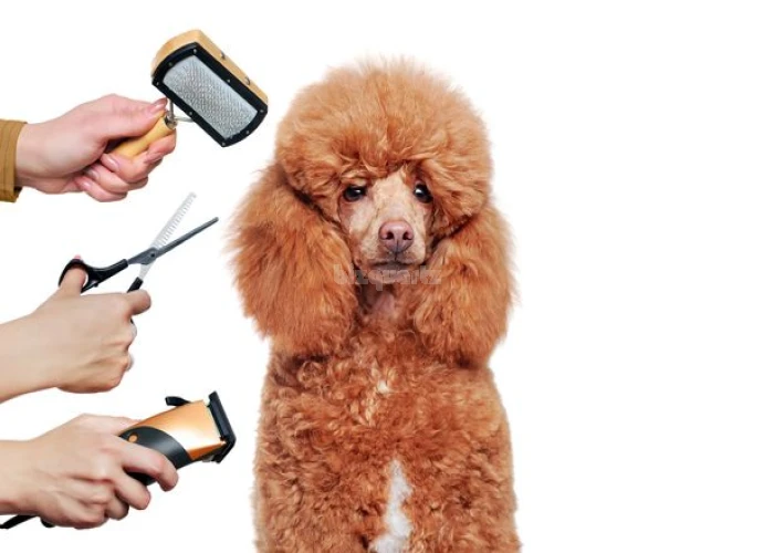 HIGHLY PROFITABLE MOBILE PET GROOMING BUSINESS FOR SALE IN SHEIKH ZAYED ROAD - DUBAI!!!!BUSINESS FOR SALE!!!!